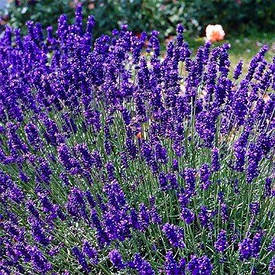 Лаванда Dwarf Blue (саджанці)