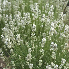 Лаванда Arctic Snow (саджанці)