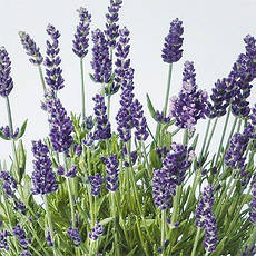 Лаванда Lavance Purple (саджанці), фото 4