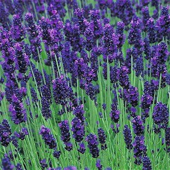 Лаванда Lavance Purple (саджанці), фото 1
