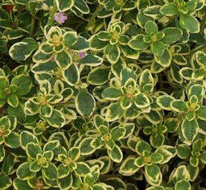 Чебрець Aureus (саджанці)