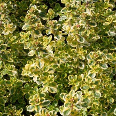 Чебрець Golden King (саджанці)