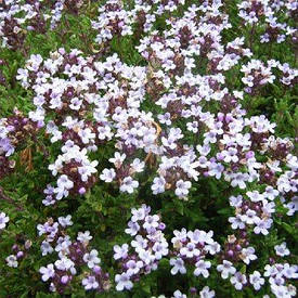 Чебрець Compactus (саджанці)