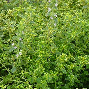 Чебрець Gold Lemon (саджанці), фото 1