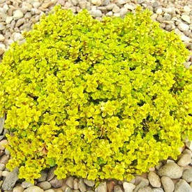 Чебрець Bertram Anderson (саджанці)