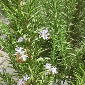 Розмарин Speedy (саджанці)