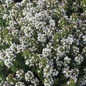 Чебрець Faustini (саджанці)