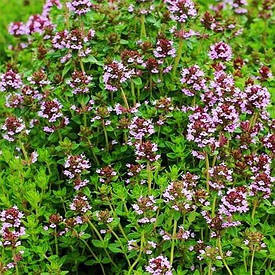 Чебрець Citriodorus Lemon (саджанці)