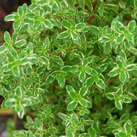 Чебрець Variegata (саджанці), фото 1