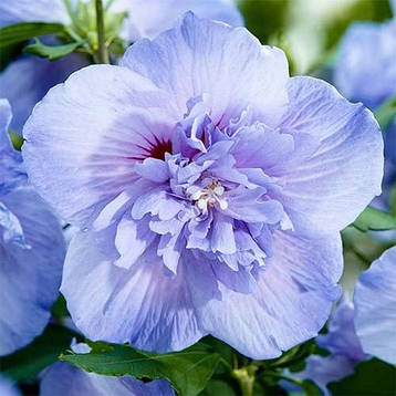 Гібіскус сирійський Blue Chiffon (саджанці), фото 3