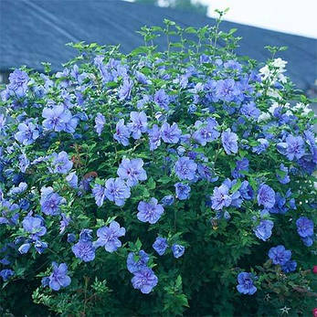Гібіскус сирійський Blue Chiffon (саджанці), фото 1