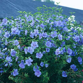 Гібіскус сирійський Blue Chiffon (саджанці)