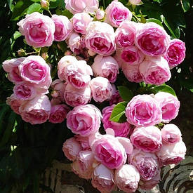 Роза Jasmina (саджанці)