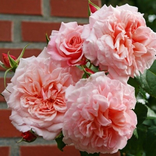 Роза Rose de Tolbiac (саджанці)
