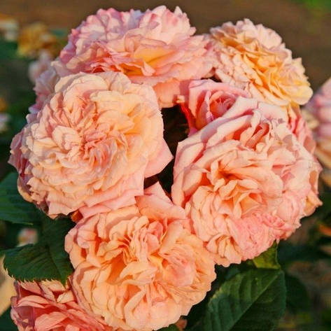 Роза в'юнка Amaretto (саджанці), фото 1