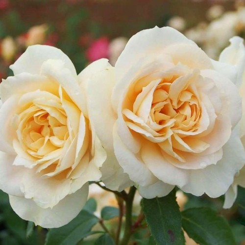 Роза Lions Rose (саджанці)