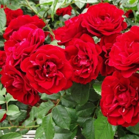 Роза Lilli Marleen (саджанці), фото 3