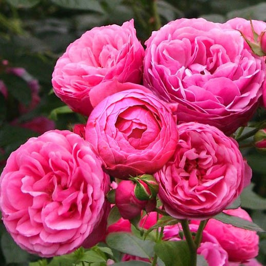Роза Pomponella (саджанці)