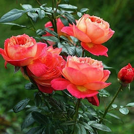 Роза Queen of Hearts (саджанці)