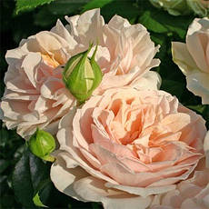 Роза Garden of Roses (саджанці), фото 4