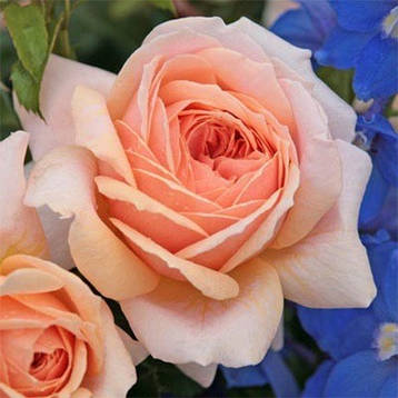 Роза Garden of Roses (саджанці), фото 3