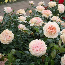 Роза Garden of Roses (саджанці), фото 5