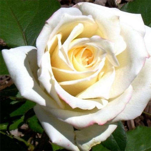 Роза Athena (саджанці)