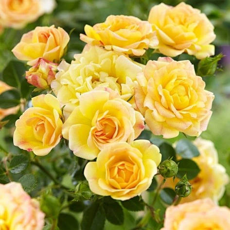 Роза Yellow Fairy (саджанці), фото 1