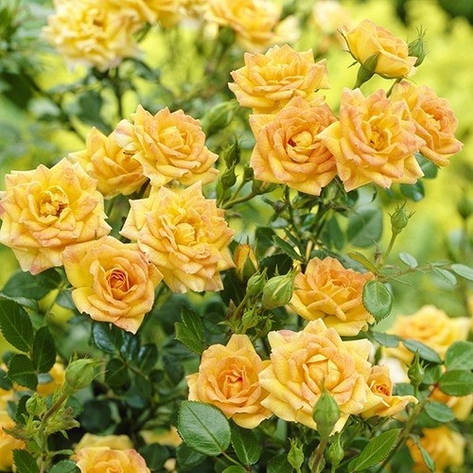 Роза Yellow Fairy (саджанці), фото 3