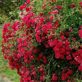 Роза Rote The Fairy (саджанці), фото 1