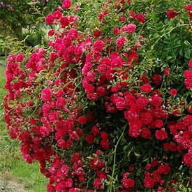 Роза Rote The Fairy (саджанці)