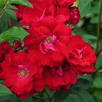 Роза Rote The Fairy (саджанці), фото 3
