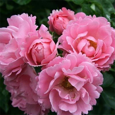 Роза Sommerwind (саджанці)