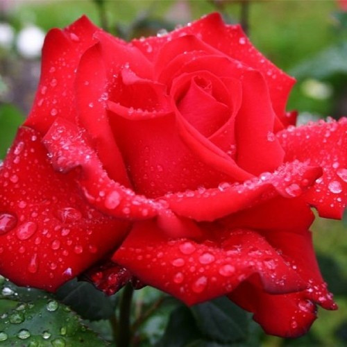 Роза Grande Amore (саджанці)
