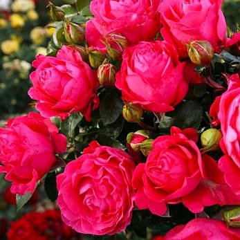 Роза Cherry Lady (саджанець), фото 4