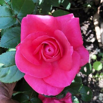 Роза Cherry Lady (саджанець), фото 3