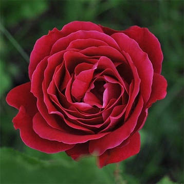 Роза Dame de Coeur (саджанці), фото 1