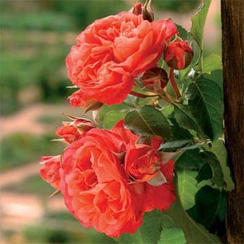 Роза Emillen Guillot (саджанці), фото 3
