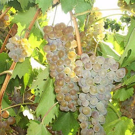 Виноград Ркацетелі (саджанці)