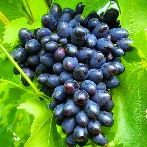 Виноград Кодрянка (саджанці)