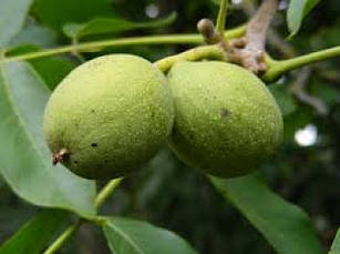 Яблунівський 4-х річний, фото 4