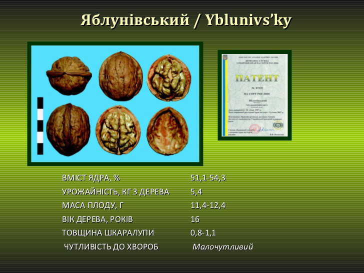 Яблунівський 3-х річний