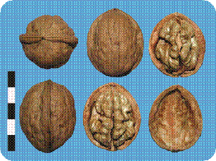 Яблунівський 4-х річний, фото 3