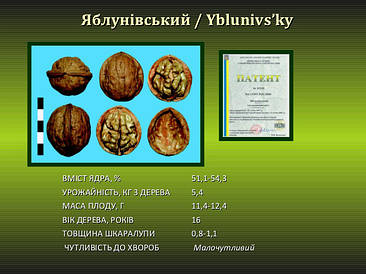 Яблунівський 4-х річний