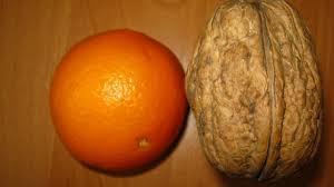 Велетень однорічний