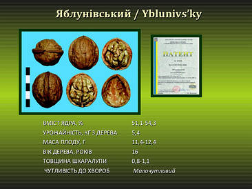 Яблунівський 2-х річний