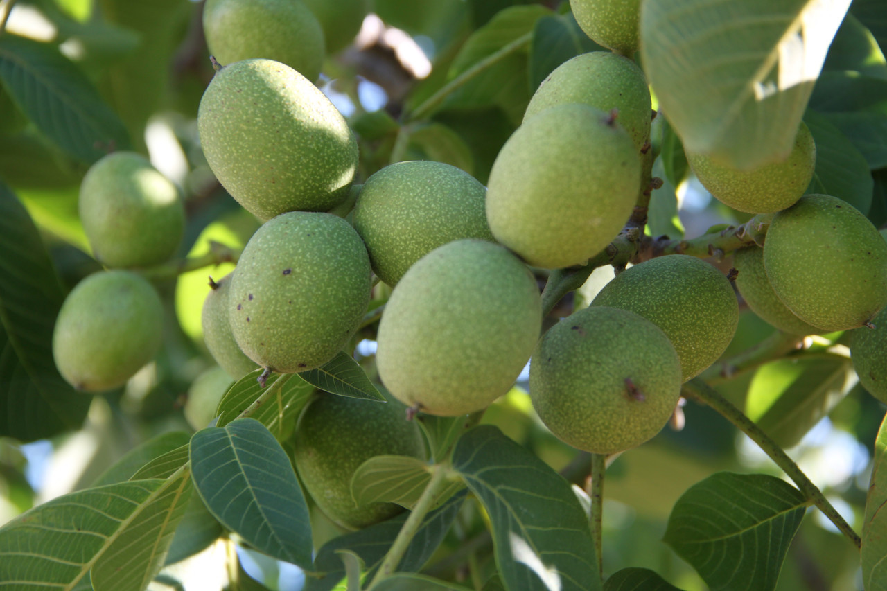 Козаку 2-х річний