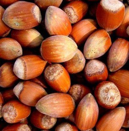 Саджанці фундука Рясний однорічний відводок