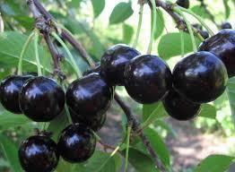 Вишня Шалун ...