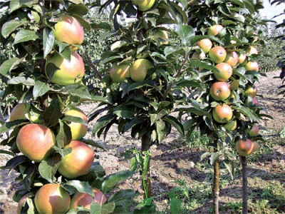 Яблоня колоновидная Останкино: продажа, цена в Тернопольской области ...